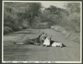Kruger National Park, 1949. Lion and lioness.