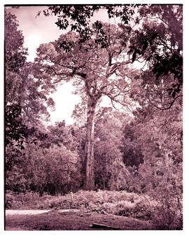 "Knysna district, 1949. The big yellowwood tree."