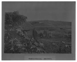 Circa 1902. Construction Durban - Mtubatuba: Amatikulu mission station. (Album on Zululand railwa...
