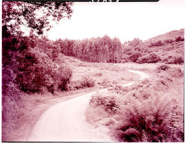 Tzaneen district, 1951. Duiwelskloof, road in plantation.