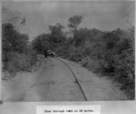Circa 1902. Construction Durban - Mtubatuba: Trolley on line through bush at 62 miles. (Album on ...