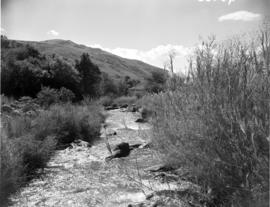 Tzaneen district, 1952. Magoebaskloof, stream.