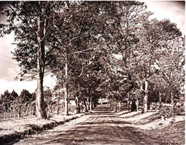 "Pongola district, 1952. Road to Ingwavuma."