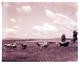 "Bethlehem district, 1960. Dairy herd at experimental farm."