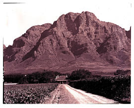 Paarl district, 1949. Vineyards at Simondium.