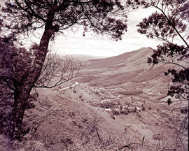 Tzaneen district, 1951. Magoebaskloof, view into valley.