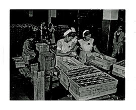 Paarl, 1945. Canning factory, packing cans in crates.