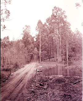 Tzaneen district, 1938. Duiwelskloof, road through plantation.
