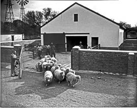 Graaff-Reinet district, 1950. Sheep farm.
