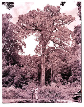 "Knysna district, 1945. King Edward tree, 26 feet circumference and 1700 years old."