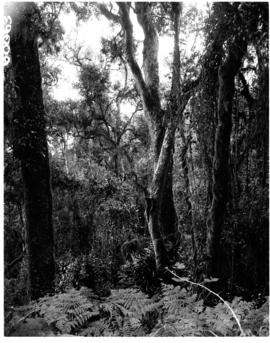 Louis Trichardt district, 1952. Indigenous forest.
