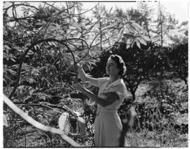 Louis Trichardt district, 1952. Woman at poinsettia plant.