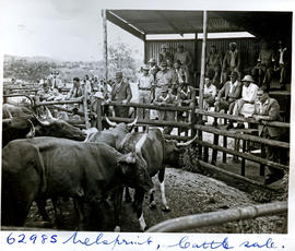 "Nelspruit district, 1954. Cattle sale."