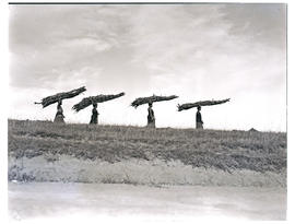 Transkei, 1940. Four women carrying wood.
