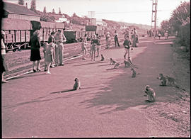 Scottburgh, 1939. Passengers and monkeys on station platform.