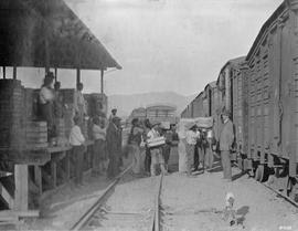 De Doorns. Workers loading fruit boxes onto train at Orchard.