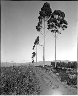 Tzaneen district, 1938. Duiwelskloof, trees on the highest point.