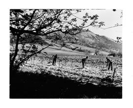 Paarl district, 1945. Vineyards with Paarl Rock in the distance.