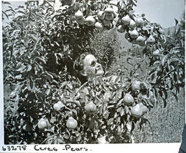 Paarl district, 1955. Lady in pear tree.
