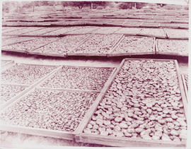 "De Doorns. Drying fruit in trays at station."