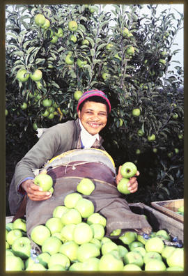 Harvesting apples.