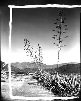 Montagu district, 1960. Row of sisal trees.