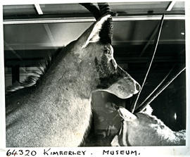 "Kimberley, 1956. Interior of museum."