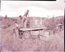 De Doorns district, 1960. Loading apples onto road trailer.