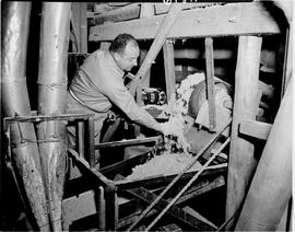 Barberton district, 1954. Asbestos mine, asbestos being processed.