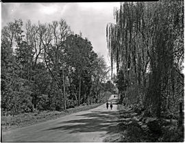 George, 1954. Country road.