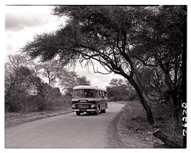 Kruger National Park, 1966. SAR Leyland Royal Tiger motor coach No MT16310 on gravel road.