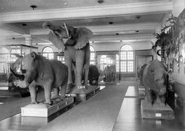 Durban. Natural History Museum.