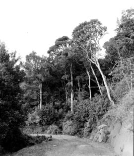 Tzaneen district, 1952. Magoebaskloof, road in indigenous forest.