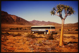 
SAR MCI PLUSBUS tour bus at quiver tree. See CB_124_001_85.
