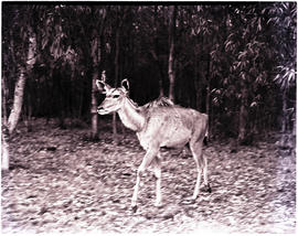 Badplaas, 1952. Badplaas game reserve, kudu.