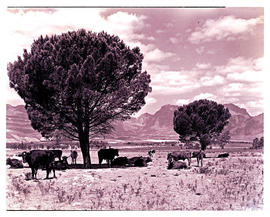 Paarl district, 1946. Cattle in the Groot Drakenstein valley.
