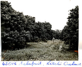 "Nelspruit district, 1954. Litchi orchard."