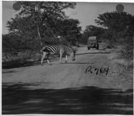 Kruger National Park, 27 March 1947. Zebra.