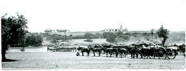 Upington, 1914. Cattle and ox wagons waiting to cross the Orange River with pontoon during World ...