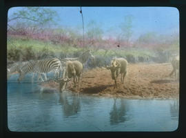 Kruger National Park. Zebra and wildebeest drinking.