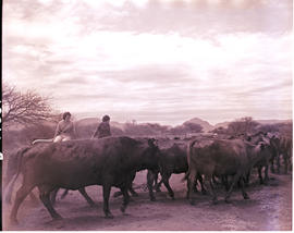 "Louis Trichardt district, 1960. Cattle at Mara research station."