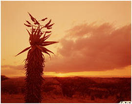 Swaziland, 1962. Aloe tree at sunset.