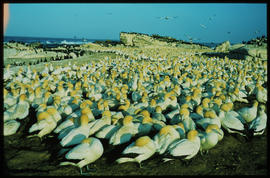 Lamberts Bay, September 1975. Bird colony. [Willem van der Walt]