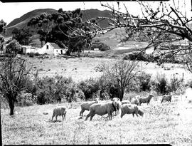 Hermanus district, 1954. Sheep and farmstead.