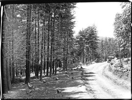 "Graskop district, 1929. Gravel road through plantation."