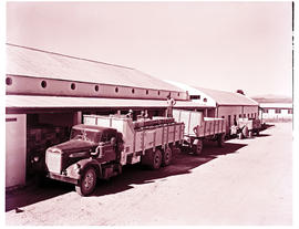 Prince Alfred Hamlet, 1963. SAR Diamond T truck No MT14537 with trailer loading pears.