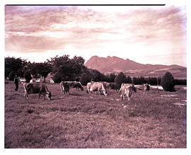 Paarl district, 1952. Pedigree Jersey bulls.