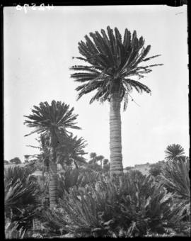 Tzaneen district, 1934. Duiwelskloof, endemic cycad trees.