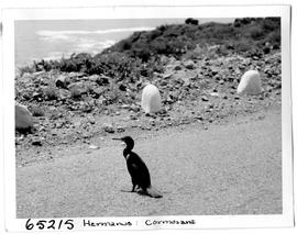 Hermanus, 1956. Cormorants and gulls.