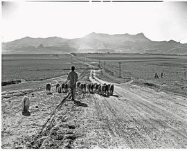 Bethlehem district, 1946. Herding sheep.
